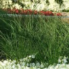 25 Seeds Ornamental Grass Seeds Juncus Javelin Grass Seeds Multi Pelleted (Seeds)