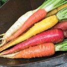 1,000 Seeds Carrots Seeds Rainbow Blend Garden Seeds Rainbow Carrots (Seeds)