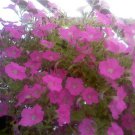 50 Seeds Pelleted Supercascade Pink Petunia (Seeds)