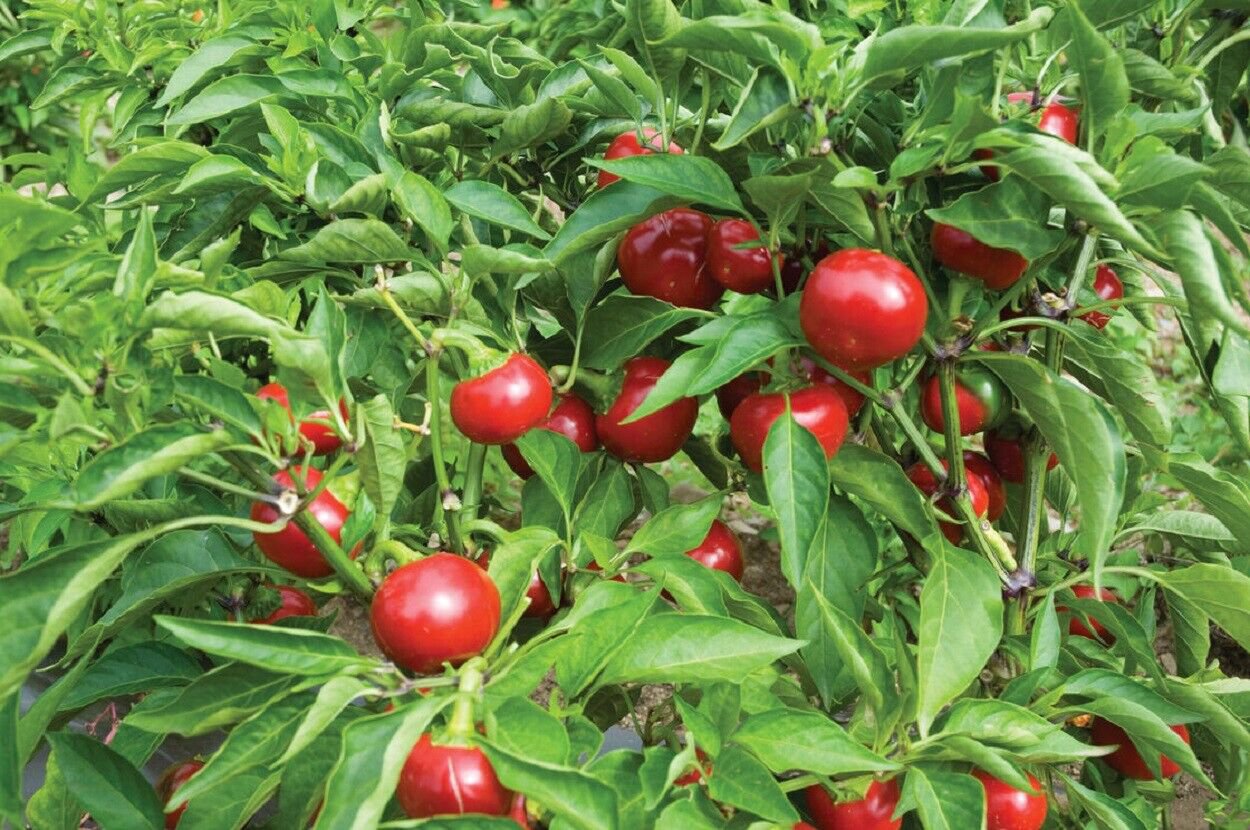 100 Seeds Red Sweet Cherry Pepper Seeds Sweet Pepper (Seeds)