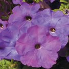 50 Seeds Petunia Seeds Hurrah Lavender Tie Dye Pelleted Seeds Flower (Seeds)