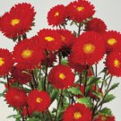 50 Seeds Aster Seeds Matsumoto Red Cut Flower (Seeds)