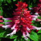 50 Seeds Salvia Seeds Salsa Scarlet Bi-color FLOWER (Seeds)