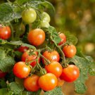 25 Seeds Tomato Seeds Little Birdy Rosy Finch Hybrid Micro Dwarf Tomato (Seeds)