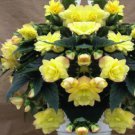 15 Seeds Begonia Seeds Trailing Cascade Beauty Yellow Pelleted (Seeds)