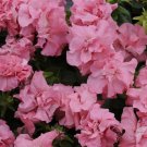 50 Seeds Pelleted Petunia Seeds Double Madness Pink Satin Pelleted (Seeds)