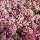 100 Seeds Alyssum Seeds Wonderland Pink Ground Cover (Seeds)