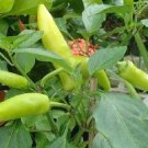 300 SEEDS PEPPER SEEDS SWEET HUNGARIAN WAX CHILE PEPPER (Seeds)