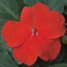 50 Seeds Impatiens Seeds Xtreme Scarlet Flower (Seeds)