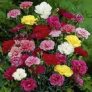 50 Seeds Carnation Seeds Grenadin Mix (Seeds)