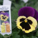 50 Seeds Pansy Seeds Delta Premium Yellow With Purple Wing (Seeds)