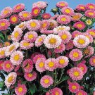 50 Seeds Aster Seeds Matsumoto Pink Cut Flower (Seeds)