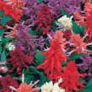 50 Seeds Salvia Seeds Sizzler Mix Flower (Seeds)