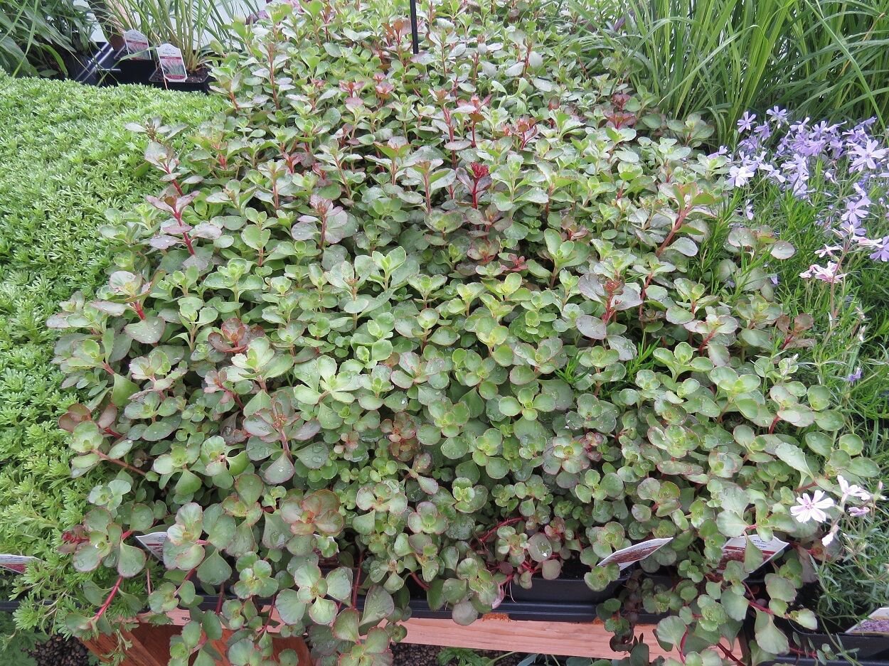 50 Seeds Sedum Seeds Voodoo Sedum (Seeds)