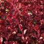50 Seeds Sedum Seeds Voodoo Sedum (Seeds)