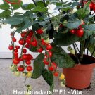 25 Seeds Tomato Seeds Heartbreakers Vita Cherry Tomato (Seeds)