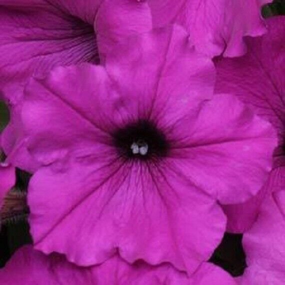 25 Seeds Easy Wave Violet Wave Pelleted Petunia (Seeds)