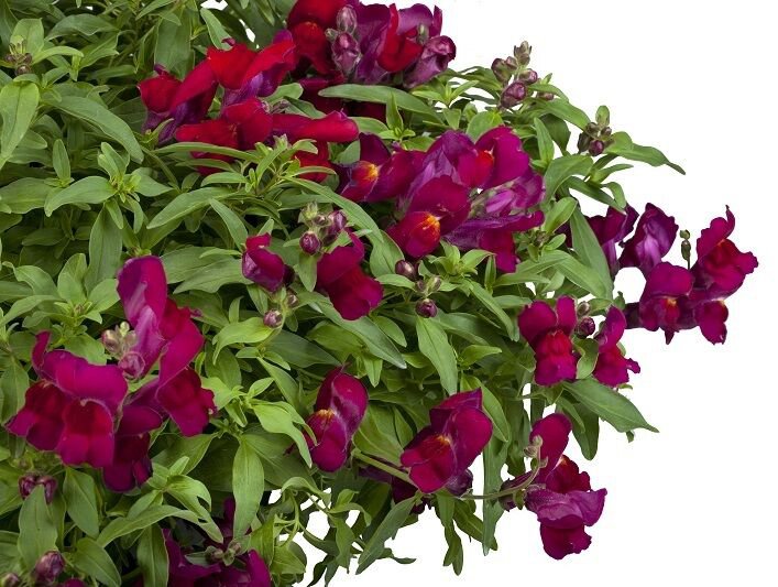 15 Seeds Snapdragon Seeds Candy Showers Deep Purple Multi Pelleted Seeds Trailing (Seeds)