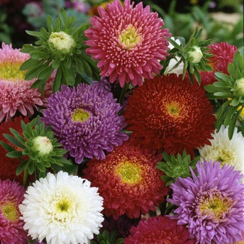 100 Seeds Aster Seeds Aster Pixie Princess Mix Dwarf Aster (Seeds)