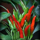 50 Seeds Thai Dragon Hot Pepper Seeds Thai Dragon (Seeds)