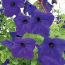 50 Seeds Petunia Seeds Supercascade Blue Pelleted (Seeds)