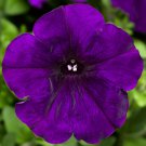 50 Seeds Petunia Seeds Hurrah Blue Pelleted Seeds Flower (Seeds)