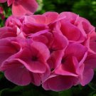15 Seeds Film Coated Maverick Salmon Geranium (Seeds)