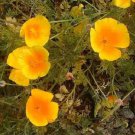 5,000 Seeds Poppy Seeds California Poppy Perennial (Seeds)