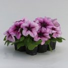 50 Seeds Pelleted Prism Raspberry Sundae Petunia (Seeds)