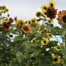 100 Seeds Indian Blanket Sunflowers Seeds Helianthus Seeds Dwarf (Seeds)