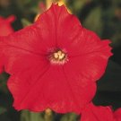 50 Seeds Pelleted Seeds Petunia Aladdin Orange Petunia (Seeds)