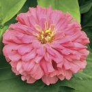 25 Seeds Zinnia Seeds Zinnia Short Stuff Coral Flower (Seeds)