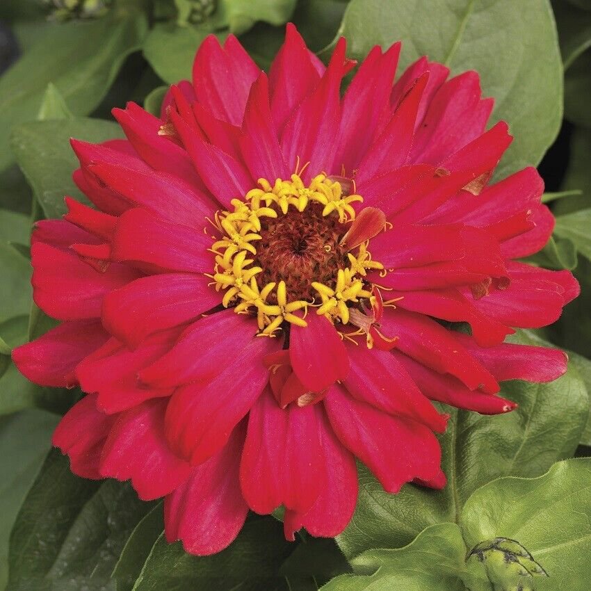 25 Seeds Zinnia Seeds Zinnia Short Stuff Cherry Shades Flower (Seeds)