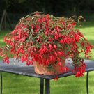 15 Seeds Begonia Seeds Bossa Nova Red Trailing Begonia Pelleted (Seeds)