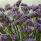 250 Seeds Statice Seeds Fortress Heavenly Blue Flower (Seeds)