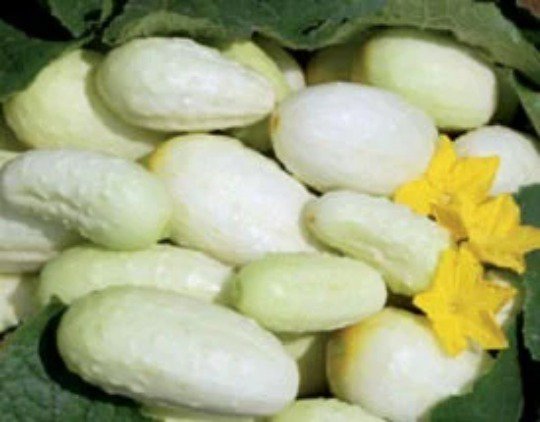 50 Seeds White Cucumber Seeds Pickling Cucumber Mini White Cucumber (Seeds)