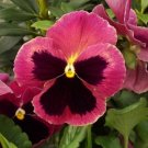 50 Seeds Pansy Seeds Delta Premium Rose With Blotch (Seeds)