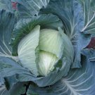2,000 Seeds Cabbage Seeds Late Flat Dutch Seeds 110 Days (Seeds)