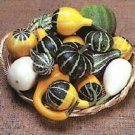 25 Seeds Gourd Seeds Small Mix gourds (Seeds)