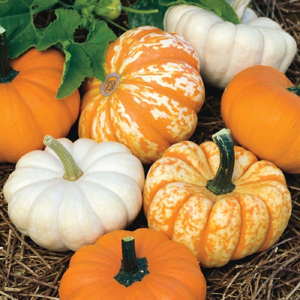 25 Seeds Mini Harvest Pumpkin Seeds Mini Pumpkin (Seeds)