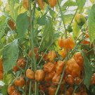 500 Seeds Habanero Seeds Orange Pepper Seeds HOT CHILLI 100 days (Seeds)
