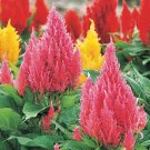 50 Seeds Celosia Seeds Celosia Castle Pink Cocks Comb Seeds Cut Flower (Seeds)