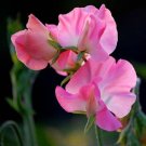 50 Seeds Sweet Pea Seeds Sweet Pea Mammoth Deep Rose (Seeds) 50 Seeds Sweet Pea Seeds Sweet Pea Mammoth Deep Rose (Seeds)
