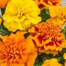 50 Seeds Marigold Seeds Marigold Chica Mix Compact Marigold (Seeds)