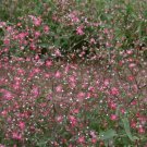 200 Seeds Baby's Breath Red Seeds Baby Breath Seeds Flower (Seeds)