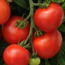 25 Seeds Homeslice Tomato Seeds Hybrid Tomato Garden (Seeds)