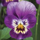 50 Seeds Viola Seeds Viola Endurio Pink Purple Shades (Seeds)