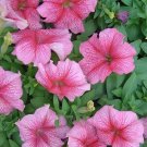 50 Seeds Pelleted Petunia Seeds Daddy Peppermint (Seeds) 50 Seeds Pelleted Petunia Seeds Daddy Peppermint (Seeds)
