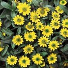 200 Seeds Creeping Zinnia Seeds Sanvitalia Procumbens Flower (Seeds)