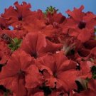 50 Seeds Pelleted Aladdin Red Petunia (Seeds)